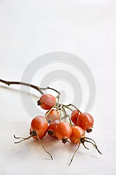 Orange rose hips on a white background