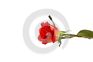 Orange rose isolated on white