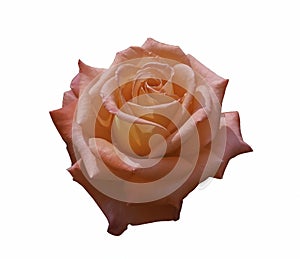 Orange rose on isolated white background. Flowers for design.