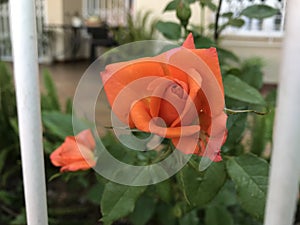 The orange rose photo