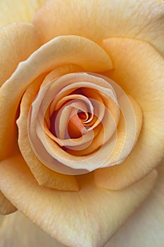 Orange Rose Macro Closeup