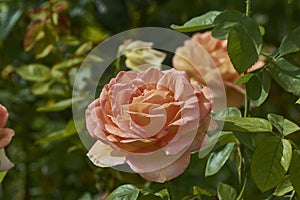 Orange rose with many petals in a green background