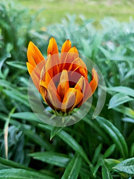 Orange rose in the morning in wakefulness