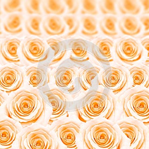 Orange rose pattern