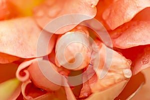 Orange rose petals macro