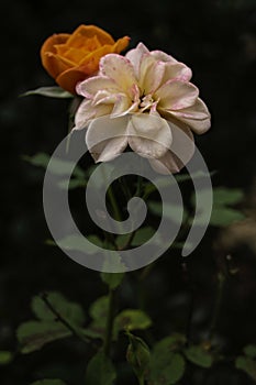 The Orange Rose and The Pink-White Rose