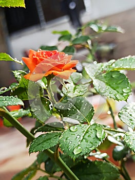 Orange rose plant with morning water droplets.
