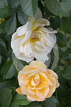 Orange rose in rosengarden