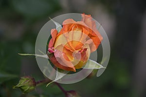 Orange rose in rosengarden