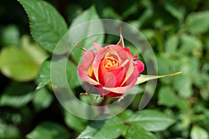 Orange rose in a rustic background. Rose on a green bush background