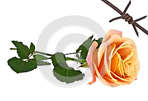 Orange rose and rusty barbed wire isolated on white background