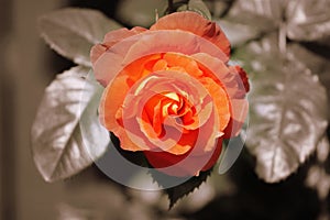 Orange Rose - sepia toned