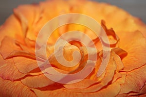 Orange rose