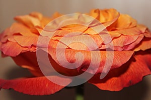 Orange rose