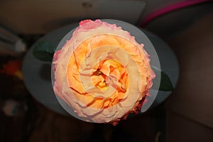 Orange rose