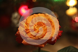 Orange rose