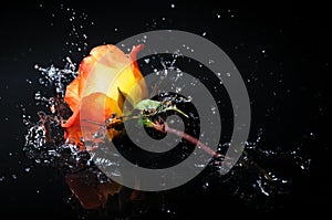 Orange rose splash