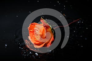 Orange rose splash