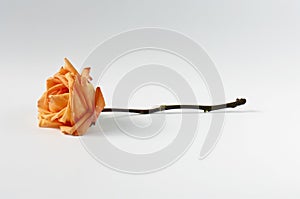 Orange rose stem