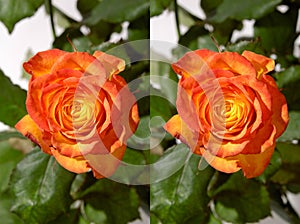 Orange Rose Stereo Photo