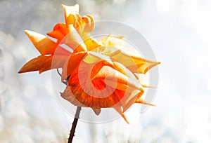 Orange rose in sunglight