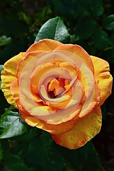 An orange rose in a sunny garden. Sundance is a hybrid tea rose by Zary, USA.
