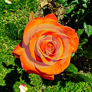 Orange rose unusual colors and viberance