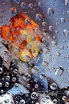 Orange rose in water drops 1