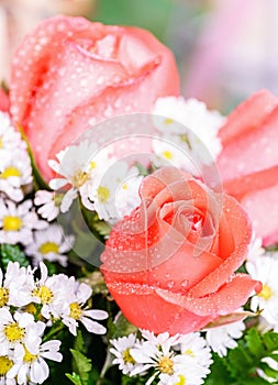 Orange rose with water drops