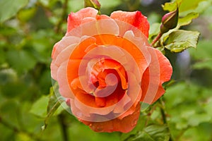 Orange rose `Westerland` in summer garden