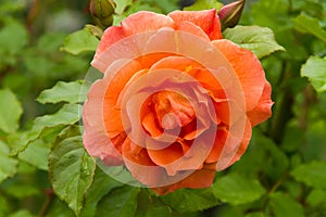 Orange rose `Westerland` in summer garden