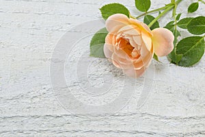 Orange rose on white wooden backgound