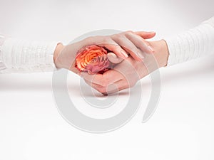 Orange rose in women hands on white background