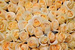 Orange roses