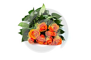 Orange roses