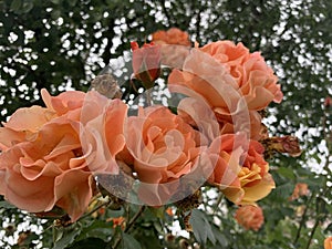 Orange roses against green background