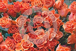 Orange roses as background. Spring pattern.