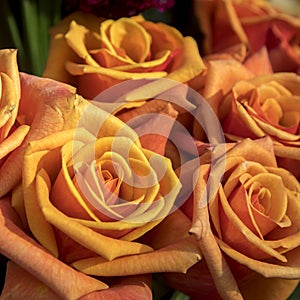 Orange roses in bouquet as a beautiful background