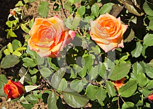 Orange roses of the Chris Evert variety