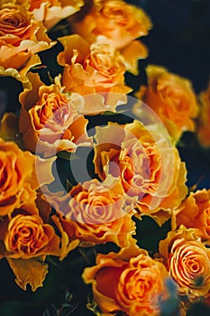 Orange roses close-up. Tender bouquet. Spring vibes