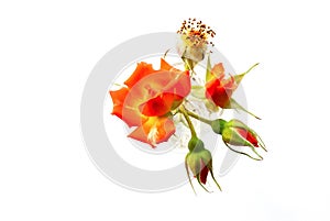 Orange roses in glass vase isolated on white background. Flowers life cycle from flowering to wilting