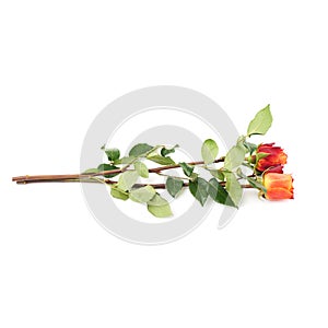 Orange roses isolated lying over the white surface