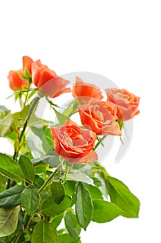 Orange roses isolated on white