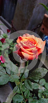 Orange roses photographed on the petals