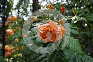 Orange roses after the rain