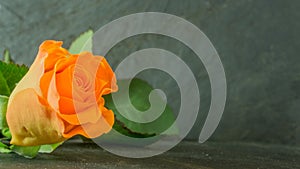 Orange roses on slate