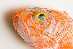 Orange roughy head