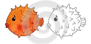 Orange round fish sea urchin