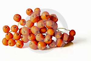 Orange rowan berries bunch isolated on white background