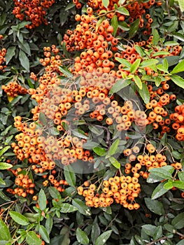 Orange rowan berries with green leaves natural autumn background